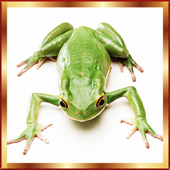 Hayvanların Yaratılışı ile İlgili Ayetler