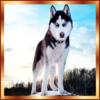 Hayvanların Yaratılışı ile İlgili Ayetler